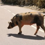 Tiens une future bonne assiette de charcuterie !