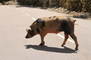 Tiens une future bonne assiette de charcuterie !