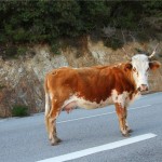 Olé !!! Peut-être que les bêtes à cornes ont peur du rouge, mais pas les corses en tout cas.